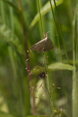 Polypogon tentacularia