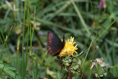 Erebia epipsodea