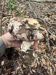 Lactarius argillaceifolius megacarpus
