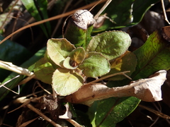 Epilobium rotundifolium