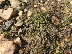 Cyperus subsquarrosus