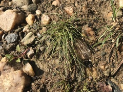 Cyperus subsquarrosus