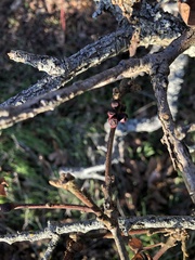 Disholcaspis mellifica