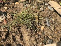 Cyperus subsquarrosus