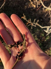 Disholcaspis mellifica