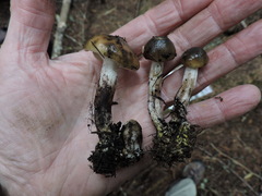 Gomphidius maculatus