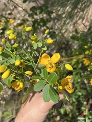 Senna pendula