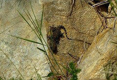 Tarentola mauritanica