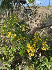 Senna pendula