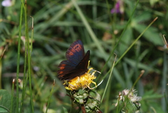 Erebia epipsodea