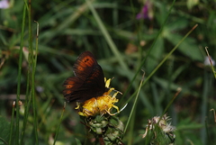Erebia epipsodea
