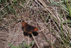 Erebia epipsodea