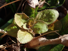 Epilobium rotundifolium