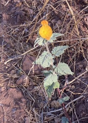 Sphaeralcea coulteri