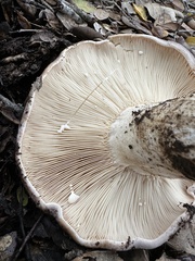 Lactarius argillaceifolius megacarpus