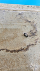 Astylus atromaculatus