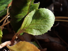 Epilobium rotundifolium