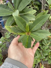 Elaeocarpus decipiens