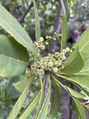 Elaeocarpus decipiens