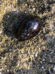 Monetaria caputophidii