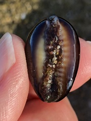 Monetaria caputophidii