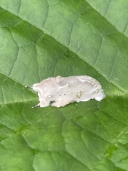 Naroma varipes