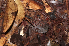 Leptodactylus knudseni