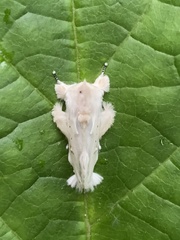 Naroma varipes