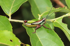 Othnacris surdaster