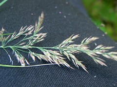 Calamagrostis purpurea