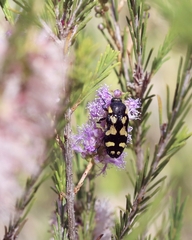 Castiarina octospilota