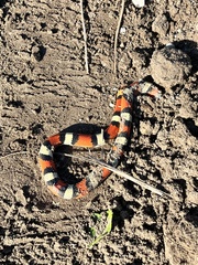 Cemophora coccinea coccinea