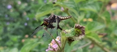 Palpopleura