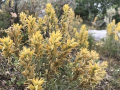 Castilleja flava flava