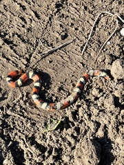 Cemophora coccinea coccinea