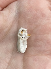Naroma varipes