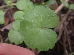 Hydrocotyle heteromeria