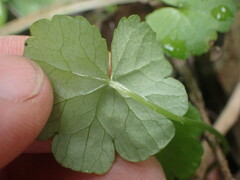 Hydrocotyle heteromeria