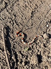 Cemophora coccinea coccinea