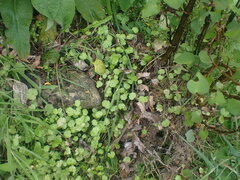 Hydrocotyle heteromeria