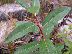 Salix pyrifolia