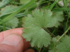 Hydrocotyle moschata
