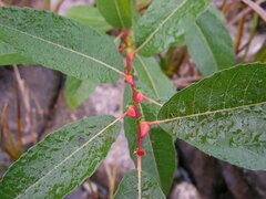 Salix pyrifolia