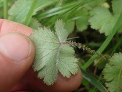Hydrocotyle moschata