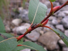 Salix pyrifolia