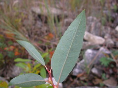 Salix pyrifolia