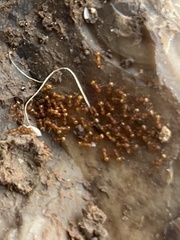 Wasmannia auropunctata