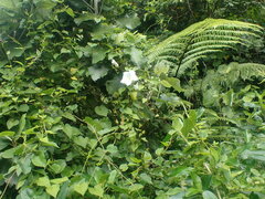 Calystegia tuguriorum