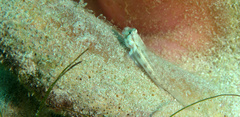 Gnatholepis thompsoni