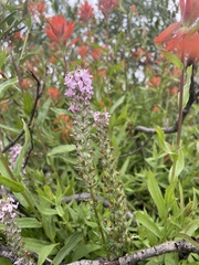 Pedicularis attollens